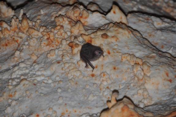 Morcego hematófago na Gruta das Rãs, em Aurora do Tocantins - TO